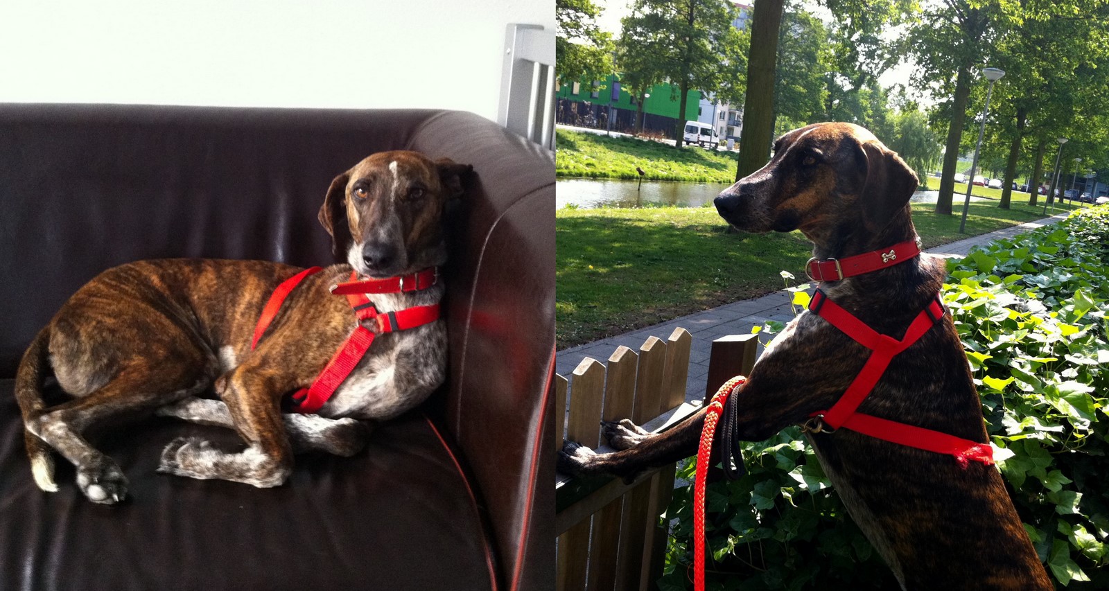 elmo-b