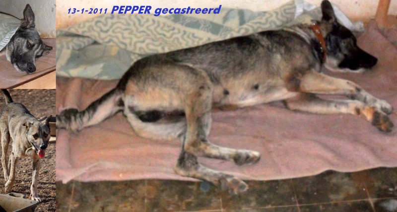 pepper-castratie