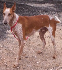 podenco-x