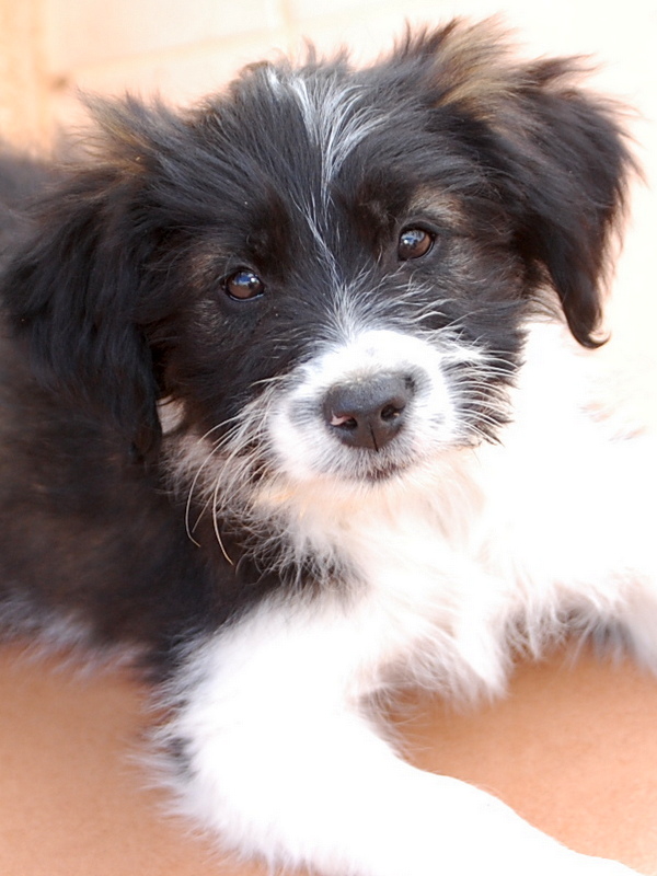 H1-pup